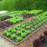 Šargarepa crvena bez jezgre